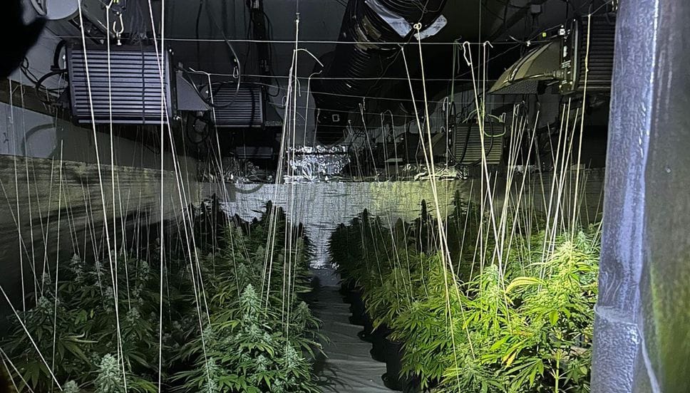 Canapa coltivata in un capannone di Montanaso: era vera droga, in due dal giudice