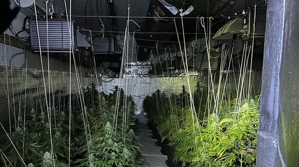 Canapa coltivata in un capannone di Montanaso: era vera droga, in due dal giudice