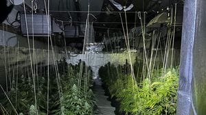 Canapa coltivata in un capannone di Montanaso: era vera droga, in due dal giudice