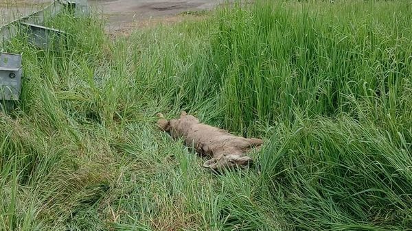 Lupa travolta e uccisa sulla provinciale tra Borghetto e Livraga