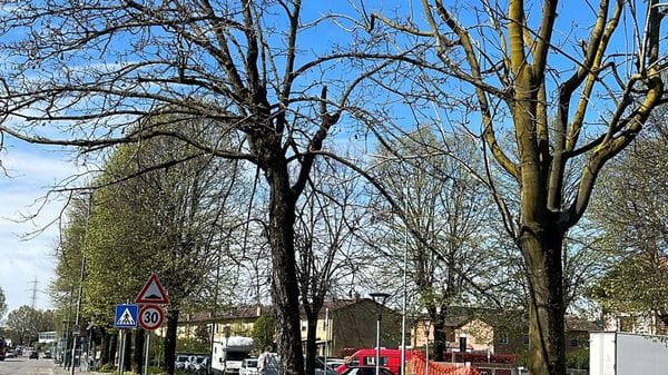 Allarme alberi: il consigliere Liberati chiede più manutenzione