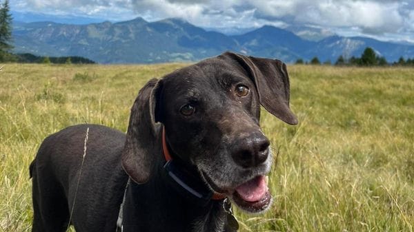 Patto tra Comune di Lodi e associazione Amici Animali