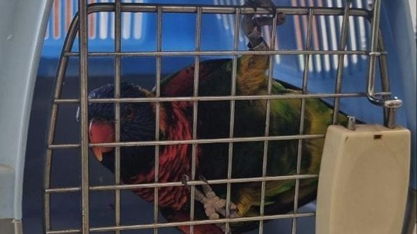 Recuperato alla Faustina un lorichetto arcobaleno