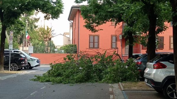 Albero crolla nel parcheggio di via della Costa