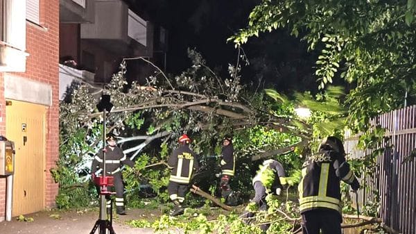 Melegnano: crollano all’improvviso tre grandi alberi del bosco del Montorfano - VIDEO