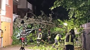 Melegnano: crollano all’improvviso tre grandi alberi del bosco del Montorfano - VIDEO