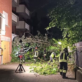 Melegnano: crollano all’improvviso tre grandi alberi del bosco del Montorfano - VIDEO