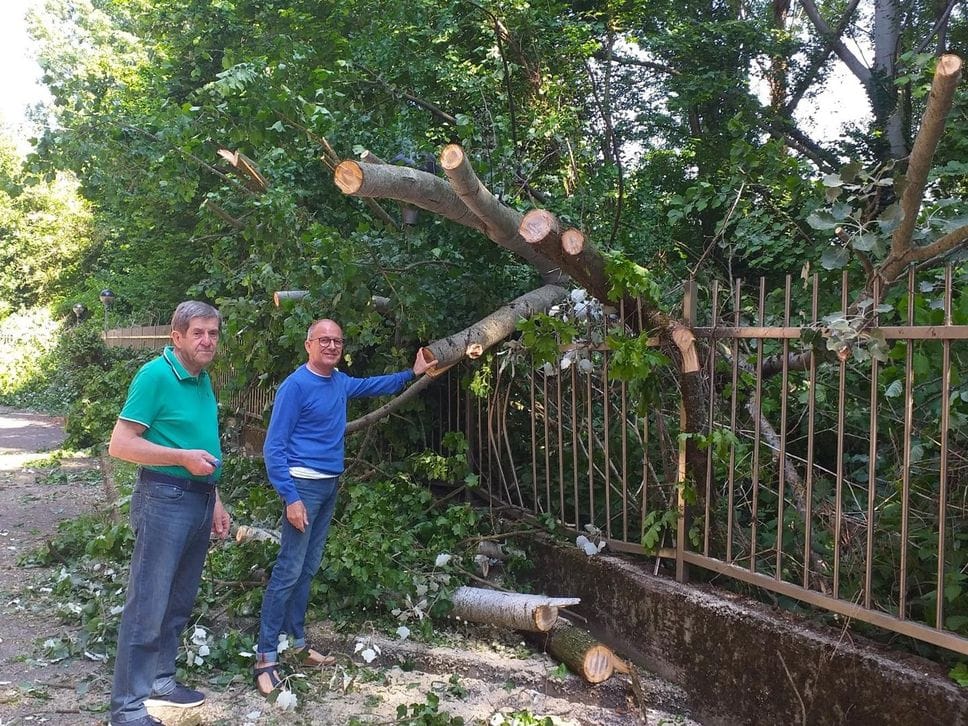 Melegnano: crollano all’improvviso tre grandi alberi del bosco del Montorfano - VIDEO