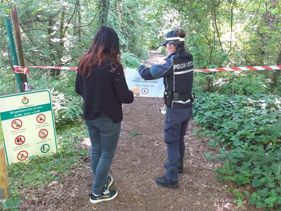 Melegnano: crollano all’improvviso tre grandi alberi del bosco del Montorfano - VIDEO