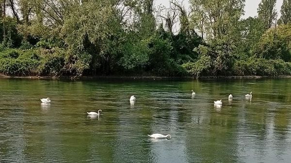 Paullo, sulla Muzza inizia la stagione delle schiuse per cigni e anatroccoli