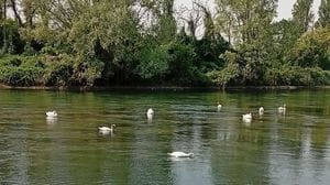 Paullo, sulla Muzza inizia la stagione delle schiuse per cigni e anatroccoli