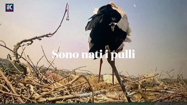 Carpiano,  nuovi nati nel nido di Cico e Cica