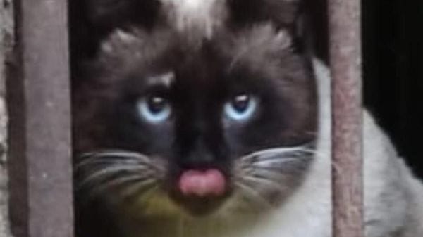 Emergenza felina a Zelo, i fondi comunali sono insufficienti