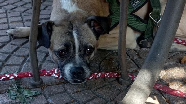 Pantigliate: la padrona è morta e Buck cerca una famiglia