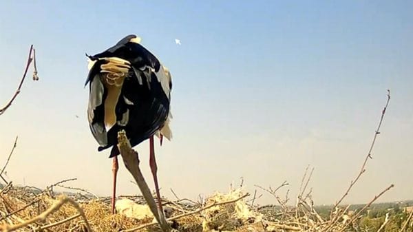 Sono nati tre pulli nel nido di Cico e Cica a Carpiano VIDEO