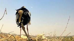 Sono nati tre pulli nel nido di Cico e Cica a Carpiano VIDEO