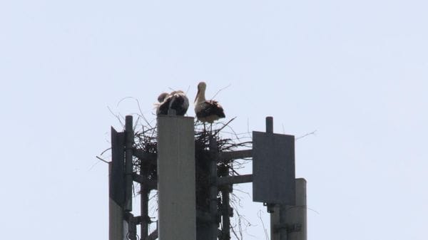 Arrivano le cicogne: un nido sull’antenna