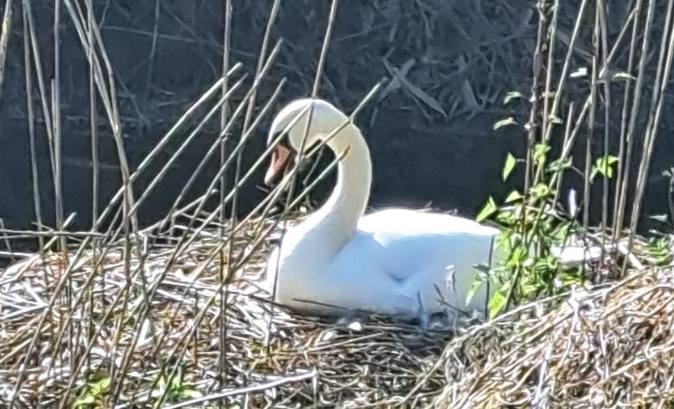 A Paullo riprende la stagione della cova dei cigni