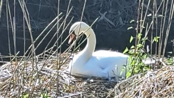 A Paullo riprende la stagione della cova dei cigni