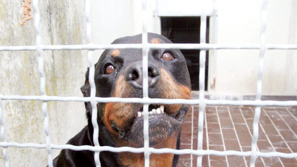 SORDIO Morsa alla coscia da un rottweiller, donna in ospedale