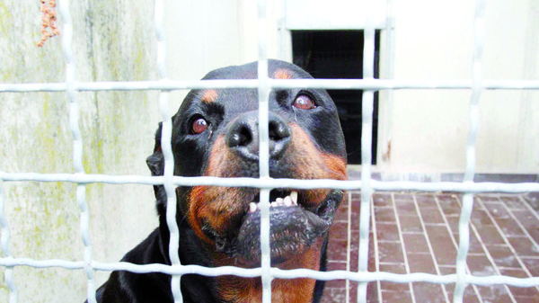 SORDIO Morsa alla coscia da un rottweiller, donna in ospedale