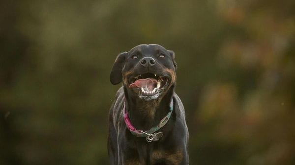 Sordio, curata con 70 punti di sutura una 44enne azzannata da un cane
