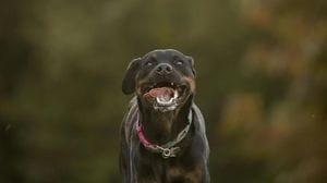 Sordio, curata con 70 punti di sutura una 44enne azzannata da un cane