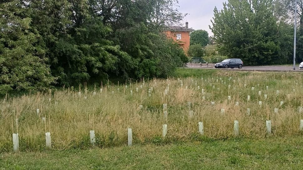 VERDE «La mini foresta in via Pace di Lodi, speriamo che Miyawaki mai sappia!»