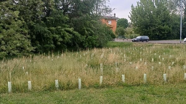 VERDE «La mini foresta in via Pace di Lodi, speriamo che Miyawaki mai sappia!»