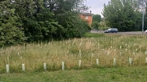 VERDE «La mini foresta in via Pace di Lodi, speriamo che Miyawaki mai sappia!»