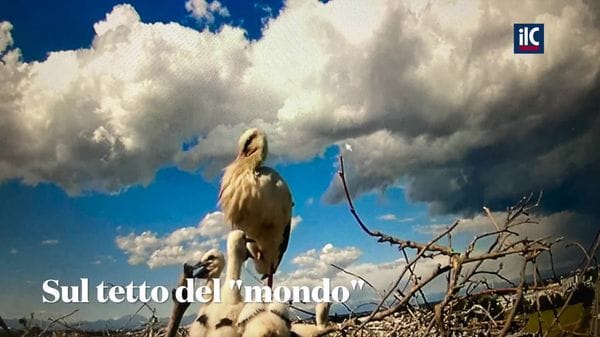 CARPIANO - quattro i pulli sopravvissuti
