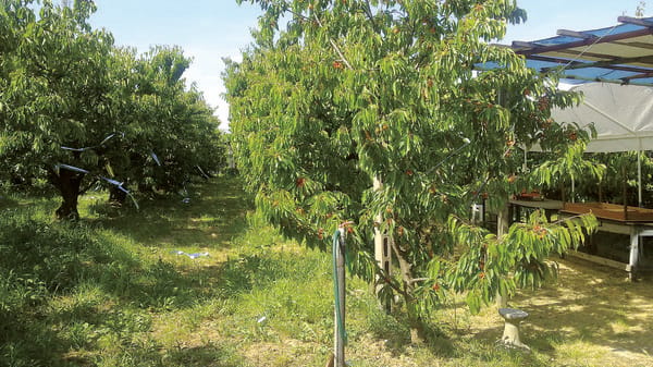 Droni in collina a San Colombano per la gestione dei ciliegi: la dimostrazione