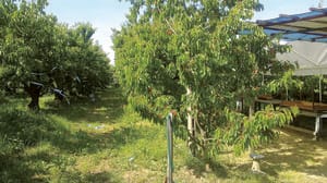 Droni in collina a San Colombano per la gestione dei ciliegi: la dimostrazione