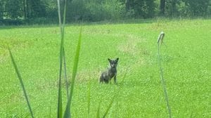 Lupo solitario assalta una vacca alla Cortazza: è stata soppressa