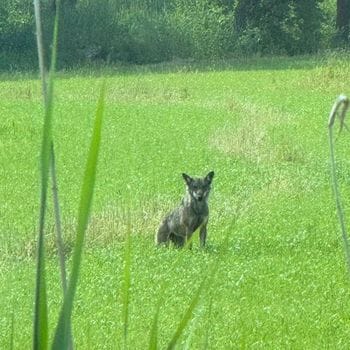 Lupo solitario assalta una vacca alla Cortazza: è stata soppressa