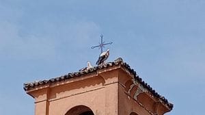 Una coppia di cicogne ha scelto il campanile della chiesa di Santa Marta per costruire il nido