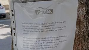 «Sono compromessi», avvisi Astem di taglio per alcuni alberi