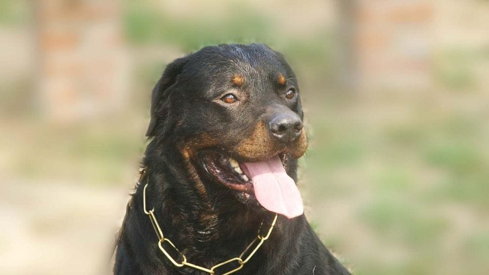 Azzannata dal cane: nuove visite in ospedale. Il proprietario sentito in caserma