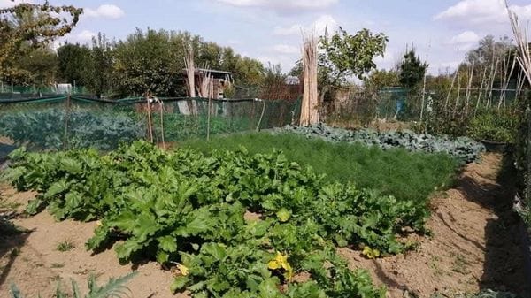 San Donato: il Comune riparte da zero per l’assegnazione di 392 orti, cresce il malcontento
