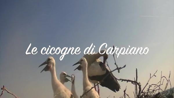 Carpiano - appello censimento cicogne