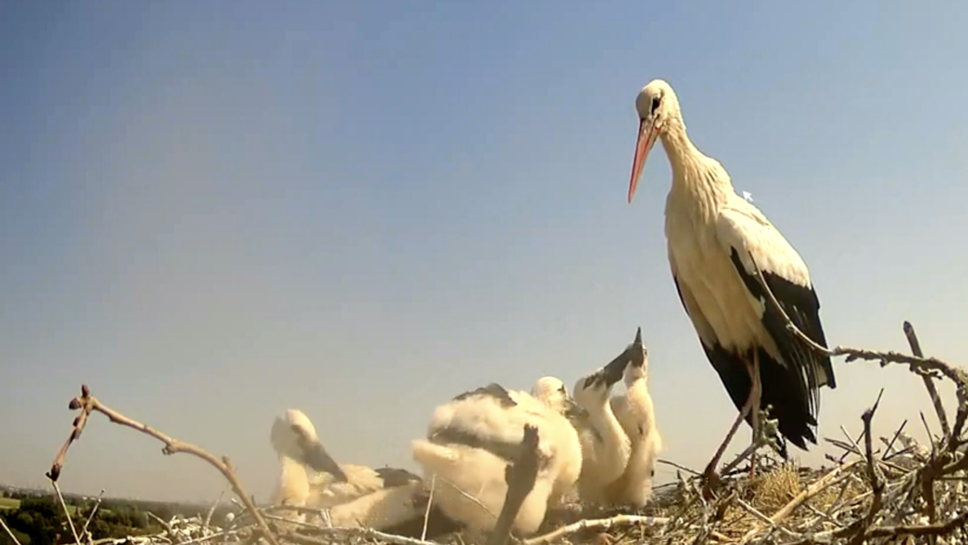 Cicogne, specie a rischio: l’appello a segnalarne la presenza