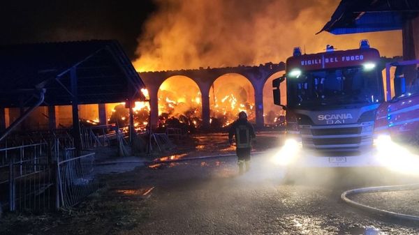 Inferno di fuoco, salvati 512 bovini