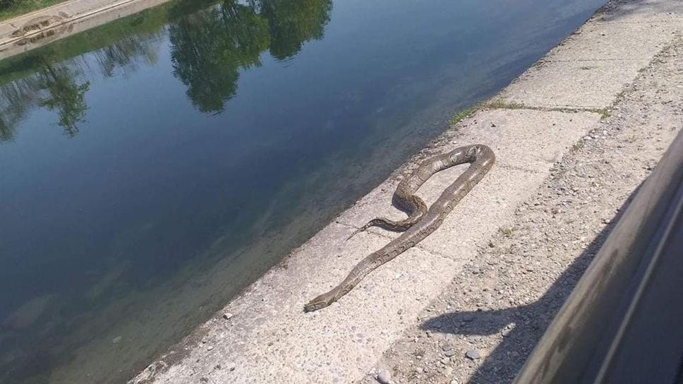Il pitone fuggito a Mulazzano ancora non si trova