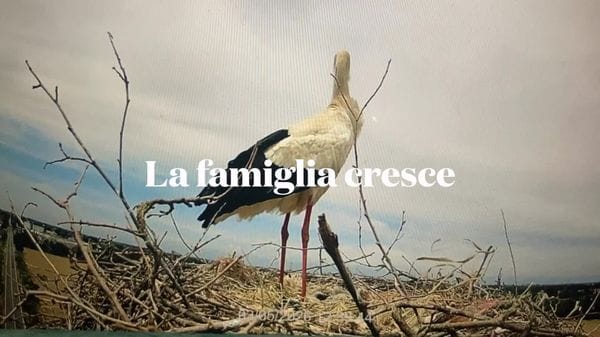 Carpiano, nuovi nati nel nido delle cicogne