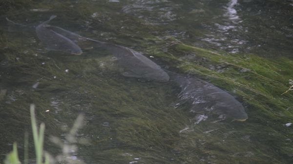 Paullo, invasione record di carpe nella Muzza