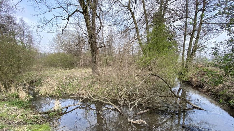 LODI Il Pd approva il piano del verde: «Una città più vivibile e sostenibile»