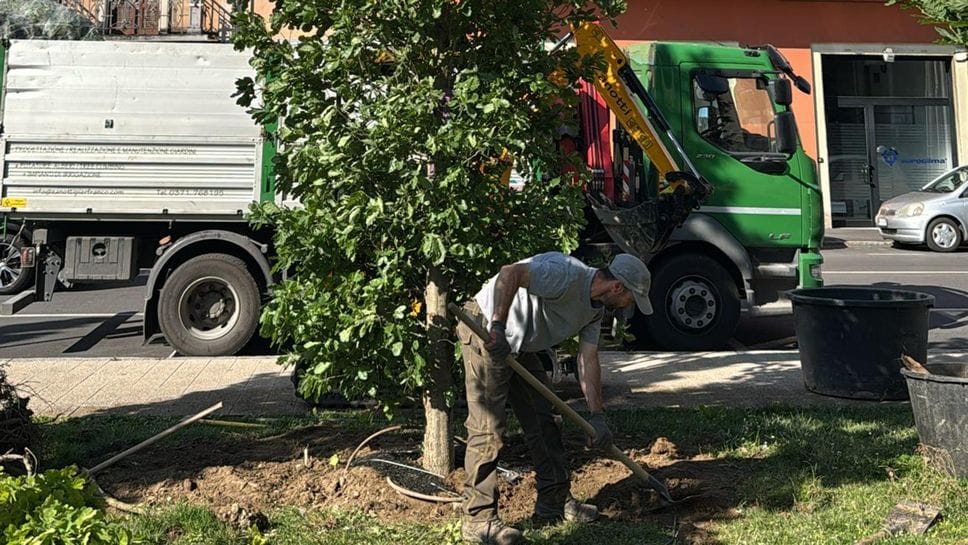 Piazza Libertà torna verde: i risultati del trattamento fungicida