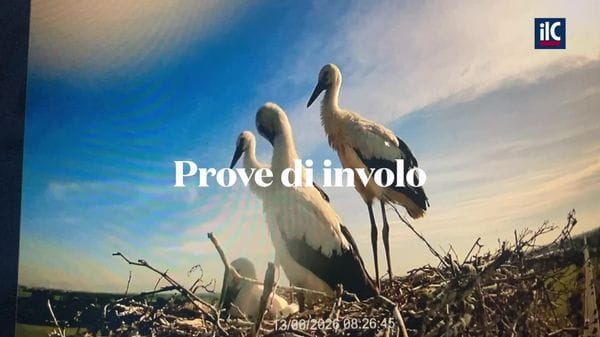 Carpiano - prime prove di volo per le cicogne