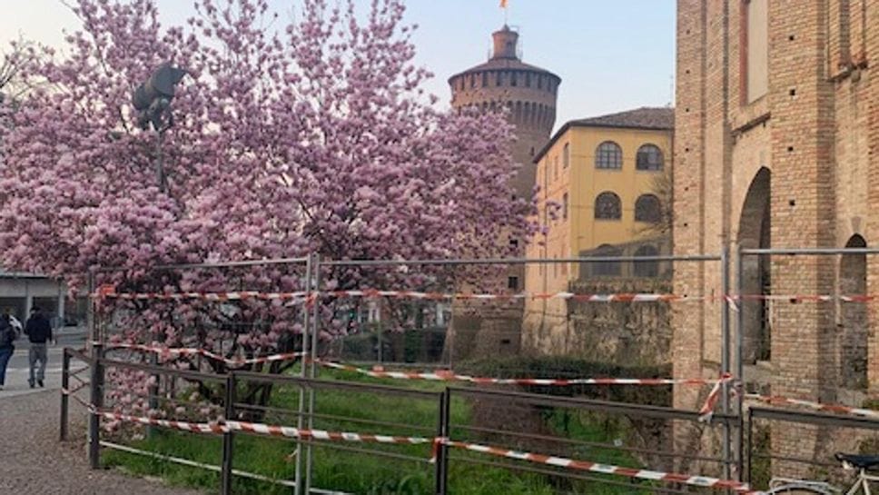 Lodi: la magnolia di Porta Regale è in agonia