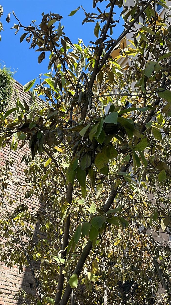 Lodi: la magnolia di Porta Regale è in agonia
